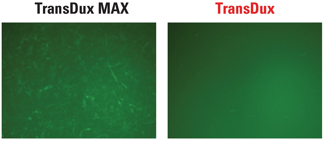 TransDux MAXとTransDuxの比較1