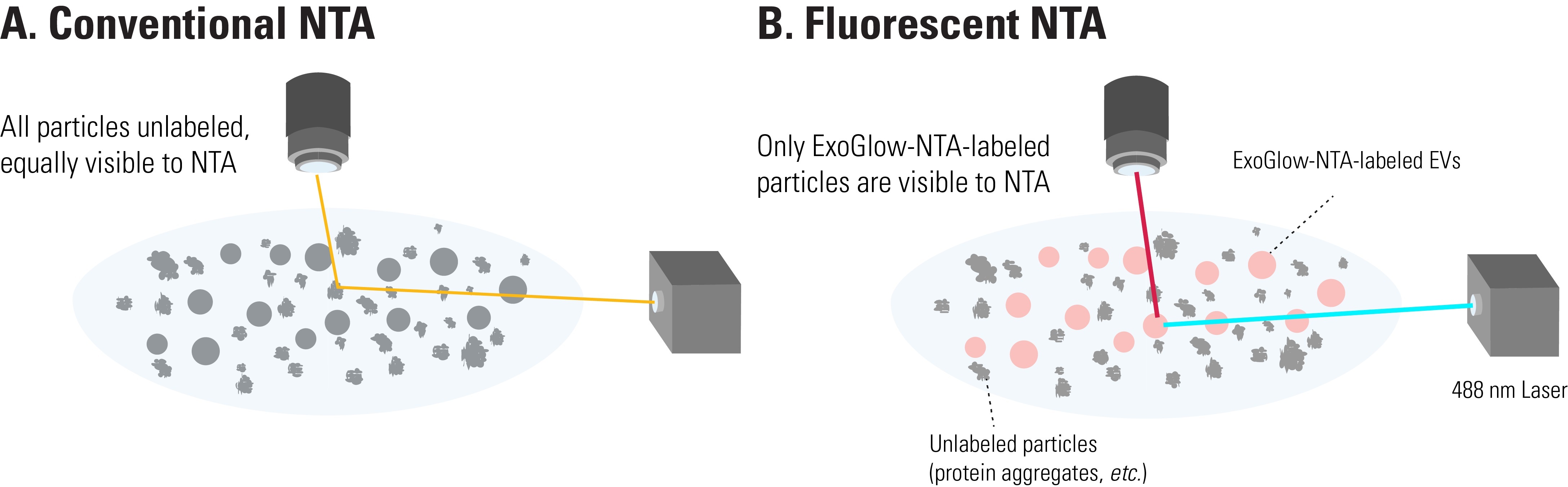 ExoGlow-NTA Fluorescent Labeling Kitの原理