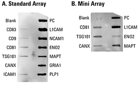 Exo-Check Exosome Antibody Array(Neuro)を用いた抗体アレイの結果