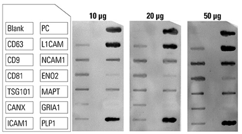Exo-Check Exosome Antibody Array（Neuro）Stabdard Arrayのエクソソームタンパク質添加量の比較