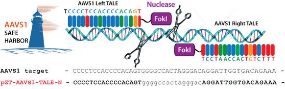 ゲノム内の「安全な」遺伝子領域を標的とするAAVS1 Safe Harbor TALE-Nuclease Kit
