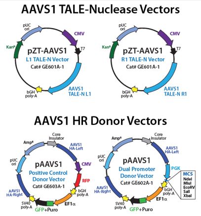 ゲノム内の「安全な」遺伝子領域を標的とするAAVS1 Safe Harbor TALE-Nuclease Kit
