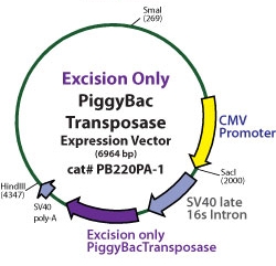 厳密なターゲティングが可能な相同組換えシステム PiggyBac Genome Engineering HR Vector