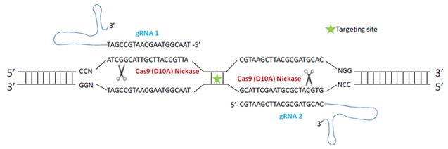 Cas9 Nuclease（D10A）を用いたゲノム編集