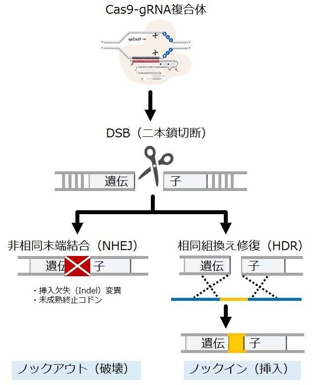 CRISPR-Cas9による遺伝子のノックアウト／ノックインの原理