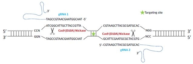 Cas9 Nickase（D10）によるオフターゲット効果の抑制