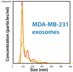 MDA-MB-231由来の精製済みエキソソーム