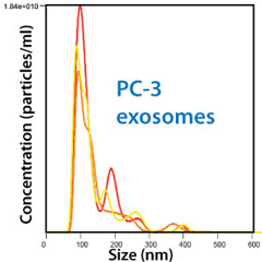 PC-3細胞由来の精製済みエキソソーム