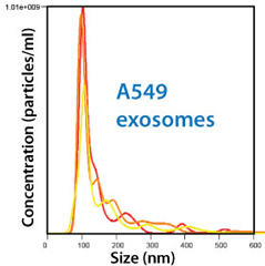 A549細胞由来の精製済みエキソソーム