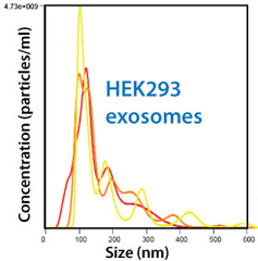 HEK293細胞由来の精製済みエキソソーム