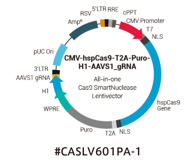 レンチウイルスによりCas9 およびガイドRNA（tracrRNA）を発現させるシステムです。