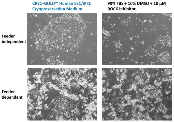 幹細胞の凍結用培地CRYO-GOLD Stem Cell Cryopreservation Medium