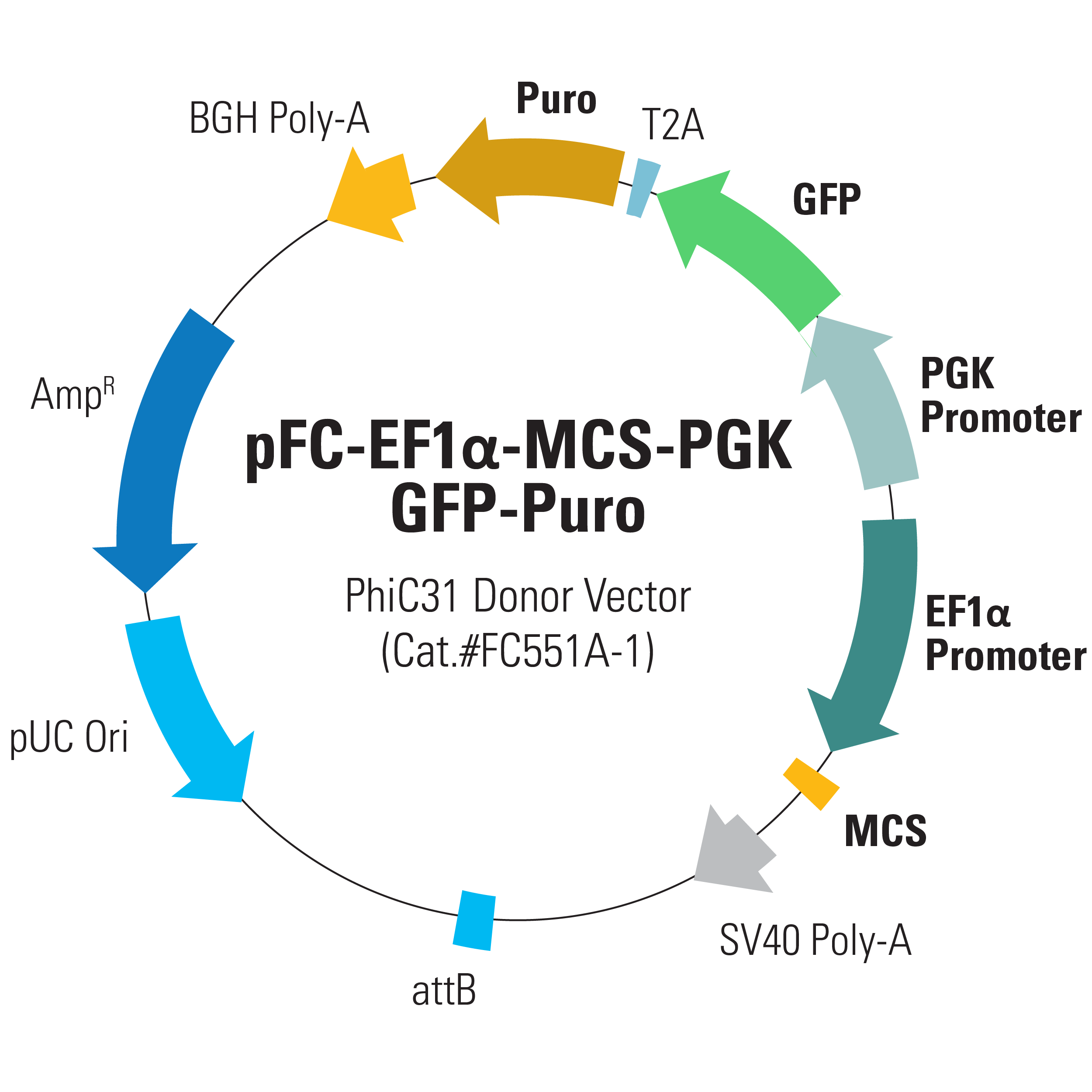 遺伝子組換えを一段階で行う遺伝子導入システム phiC31 Integrase Vector System