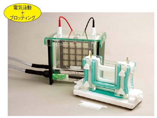 1-D Electrophoresis and Blotting System