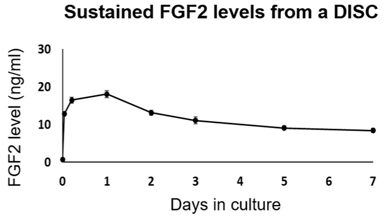 培地中のFGF2濃度