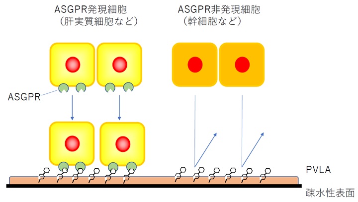ASGPR発現細胞のみを吸着するイメージ