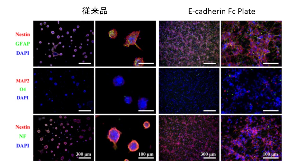  E-cadherin発現した細胞を優先的に吸着