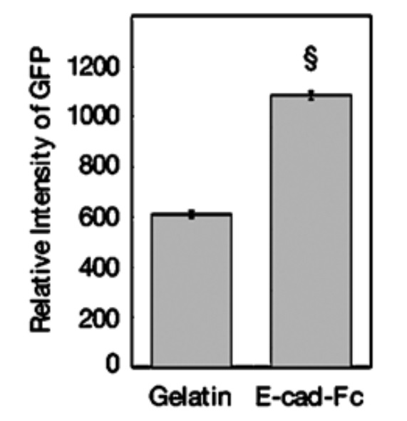  E-Cadherin発現した細胞を優先的に吸着