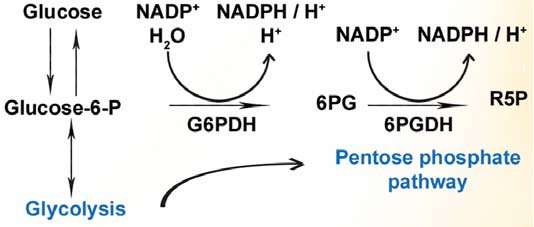 グルコース-6-リン酸デヒドロゲナーゼ （G6PDH）の関連経路