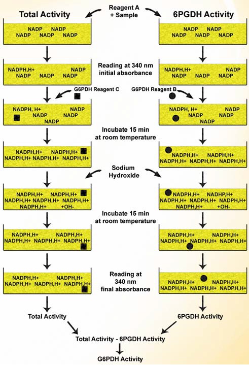 グルコース-6-リン酸デヒドロゲナーゼ （G6PDH）活性測定キットの操作方法概略