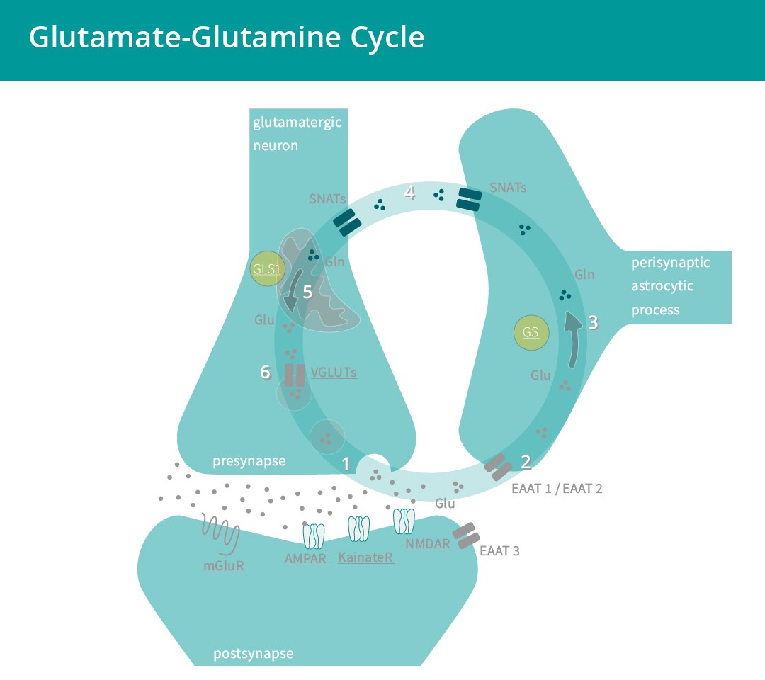 グルタミン酸-グルタミンサイクル