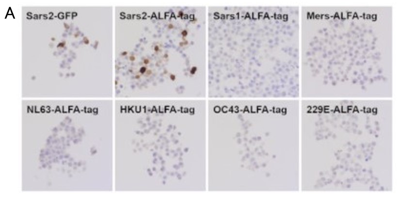 HS-452011を用いたHEK293細胞の免疫細胞染色像