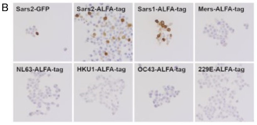 HS-452111を用いたHEK293細胞の免疫細胞染色像