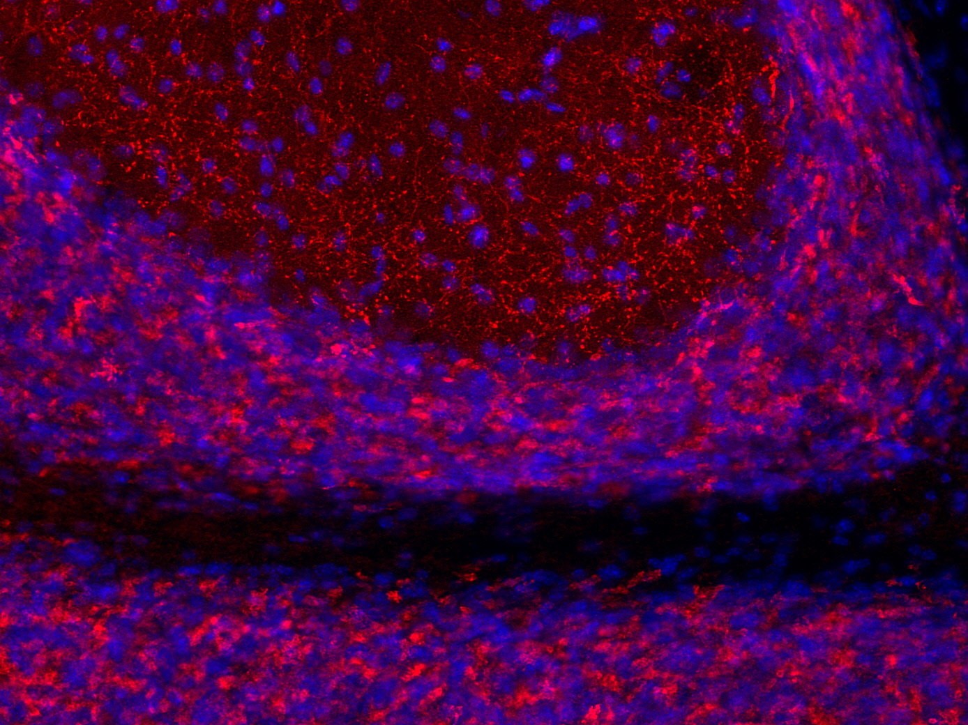 PFA固定マウス小脳切片の免疫組織染色像