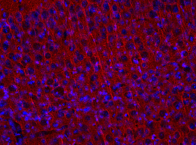 マウス大脳皮質組織の蛍光染色像