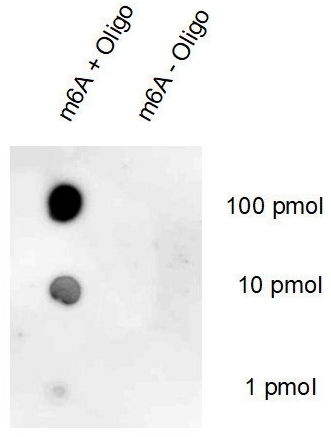 m6A（<i>N</i><sup>6</sup>-methyladenosine）抗体を用いたドットブロット例