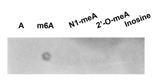 m6A抗体を用いたドットブロット例