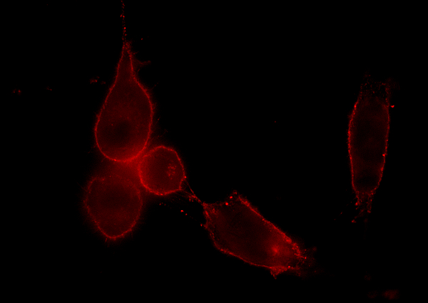 mCLINGを用いた3T3細胞　細胞膜の染色1