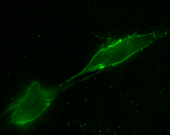 mCLINGを用いた3T3細胞　細胞膜の染色2