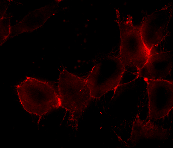 mCLINGを用いた3T3細胞　細胞膜の染色3