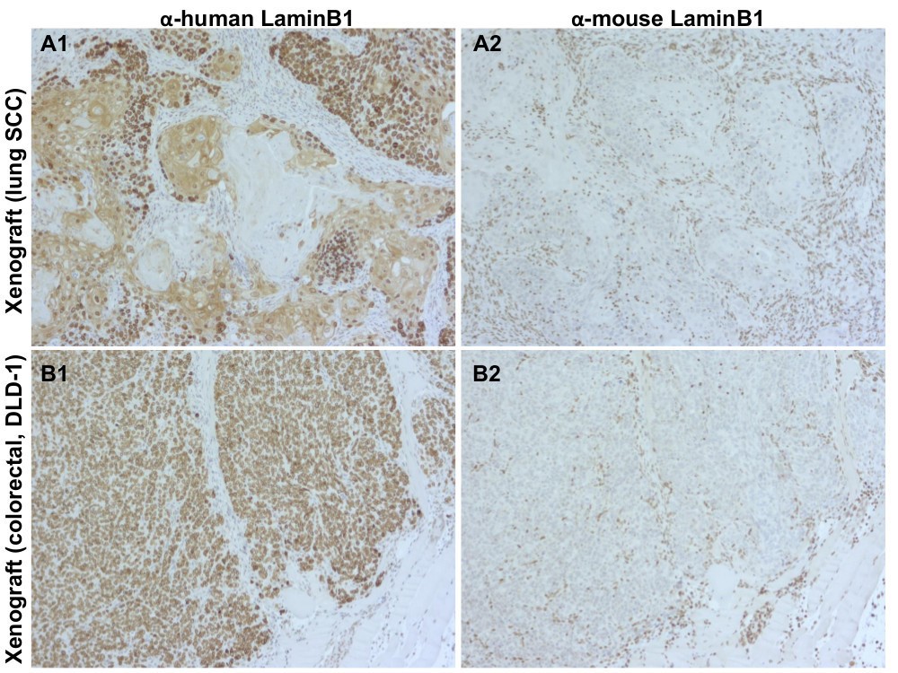 Lamin B1に対する種特異的抗体を用いた免疫組織化学的解析