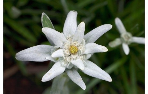 フェニルプロパノイド系の花