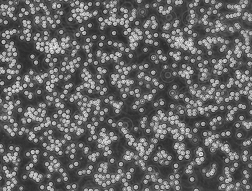 StemBiosys社のヒトT細胞の画像