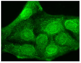 抗BKβ3a, K+ Channel抗体 (#SMC-330D)を用いたHaCaT細胞の蛍光免疫染色像