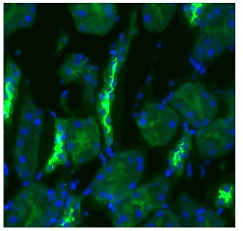 抗NCC抗体 (#SPC-402)を用いたラット腎臓組織の蛍光免疫染色像
