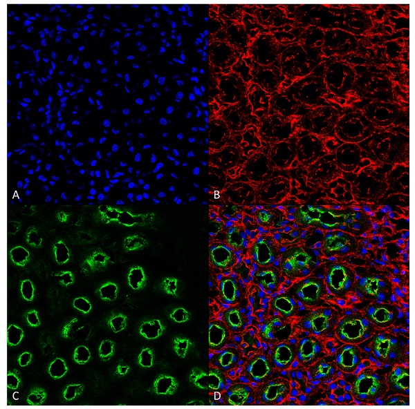 抗NKCC2抗体 (#SPC-401)を用いたラット腎臓組織の蛍光免疫染色像