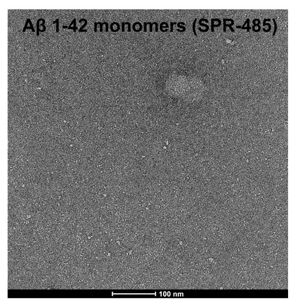 Amyloid β MonomerのTEM像
