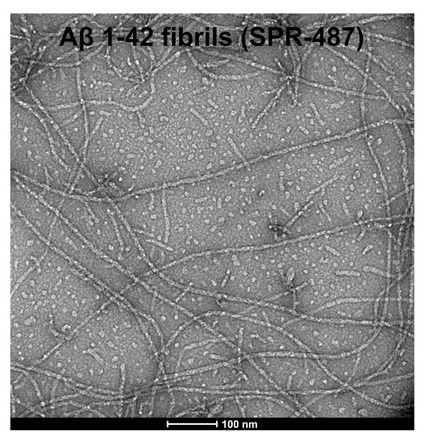 Amyloid β Pre-formed FibrilsのTEM像