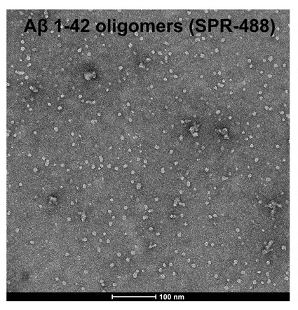 Amyloid β OligomersのTEM像