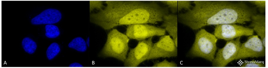 抗Phosphoserine抗体 (#SPC-149F)を用いたHeLa細胞の蛍光免疫染色像