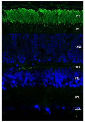抗Rhodopsin抗体を用いた蛍光免疫細胞染色像 #SMC-176