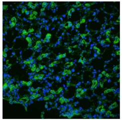 抗Aquaporin 1抗体 (#SPC-502D)を用いたラット腎臓組織の蛍光免疫染色像