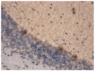 抗HCN3抗体 (#SMC-306D)を用いたマウス脳組織の免疫染色像