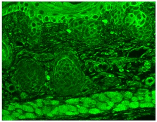 抗TrpC7抗体 (#SMC-343D)を用いたマウスバックスキン組織の蛍光免疫染色像