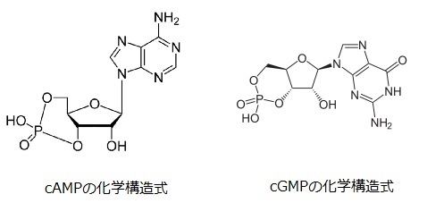 cAMP/cGMPの化学構造式