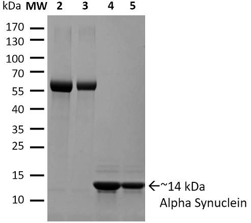 α-シヌクレイン組換え体タンパク質単量体活性型（#SPR-321）のSDS-PAGE像
